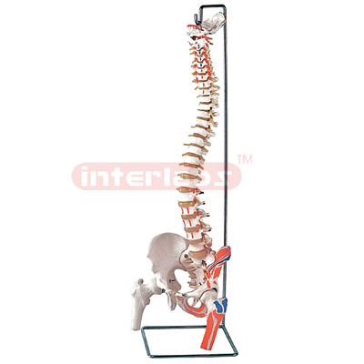 Interlab? Spine Flex w/Sacrum Open